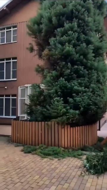 Сочи Эстосадок  Красная поляна.Сезонный уход за садом  89885185098 