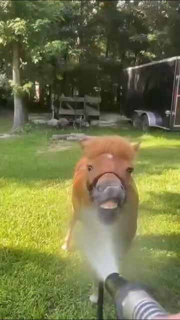 Лошадиный юмор