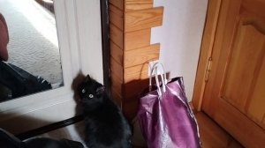 Хочет гулять, моргает глазом