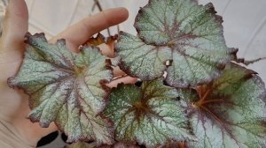 ИЗЛИШКИ  ДЕТОК  БЕГОНИЙ ДЛЯ ВАС🌺🌺🌺23-04-2026