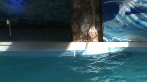 79)ё ЛАЗАРЕВСКОЕ ДЕЛЬФИНАРИЙ