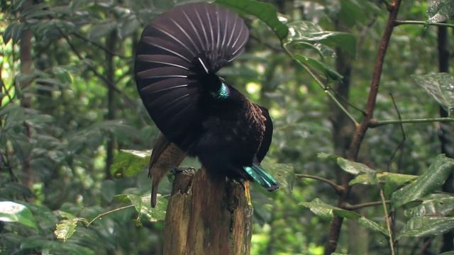 Райская птица. Творческий подход