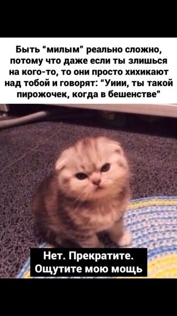 Какой сейчас год) Приколы с котами