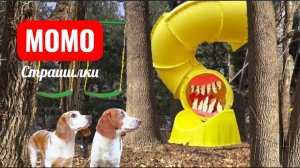 МОМО СОБАЧКИ В ЛЕСУ. СТРАШИЛКИ МОМО.