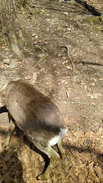 Косули. Сафари парк.