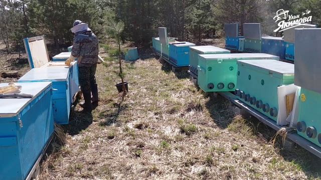 Пасека клиента на сопровождении. Пересадка пчёл и весенняя ревизия