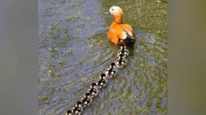 ПТИЦЫ И ПРИРОДА — ЛЮБОВЬ И ЖИЗНЬ