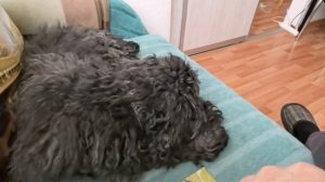 73. Читаю/Сходили в Вайлдберриз