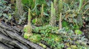 На обрыве снимала.. Молодило: каменная роза