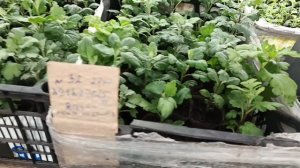 ОТКРЫТ ПРИЕМ ЗАКАЗОВ НА НАБОРЫ  ЧЕРЕНКОВ ХРИЗАНТЕМЫ.