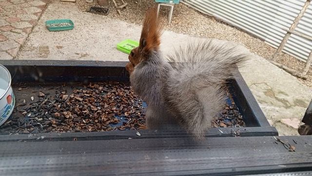 куколки белочки