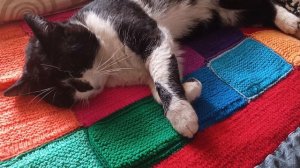 Васька после "ночной". Поел и умывается.