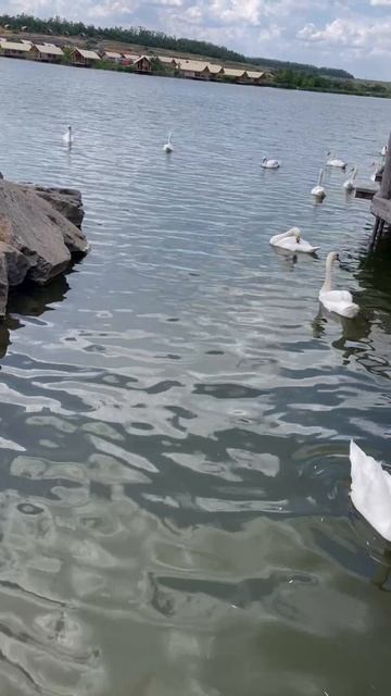 красота #рек #лебеди