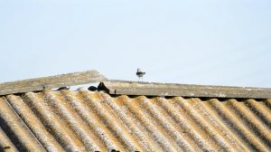 Каменка обыкновенная. Птицы России. Звуки птиц