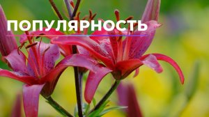 Стать «Звездой». Получить громадную популярность | Саблиминал