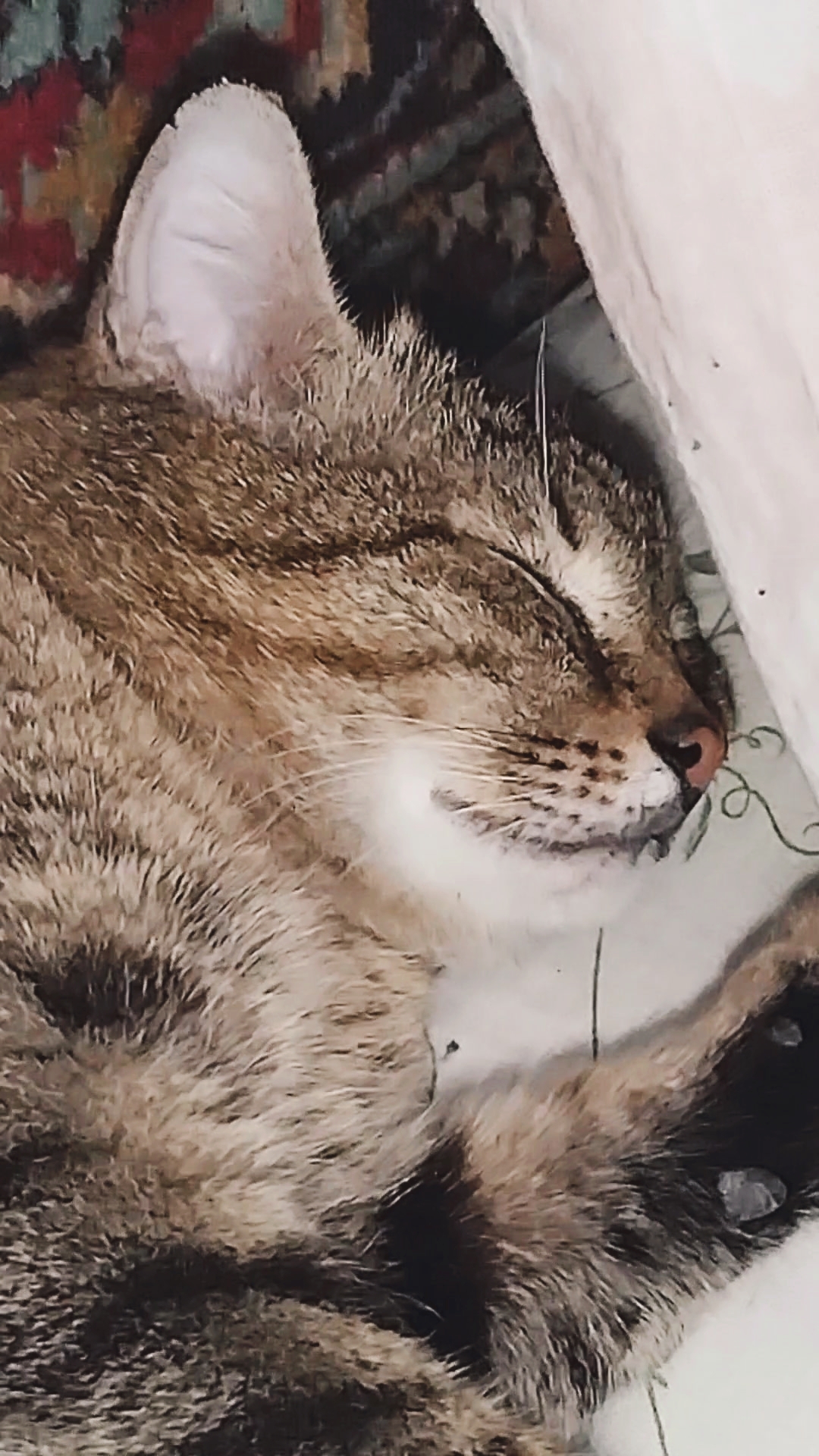 Мне купили диван! 😻🤣 23-04-2026