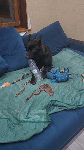 Самая лучшая игрушка какая ? Правильно - бутылка)))#волк #русскийвольфхунд #любимцы #интересно