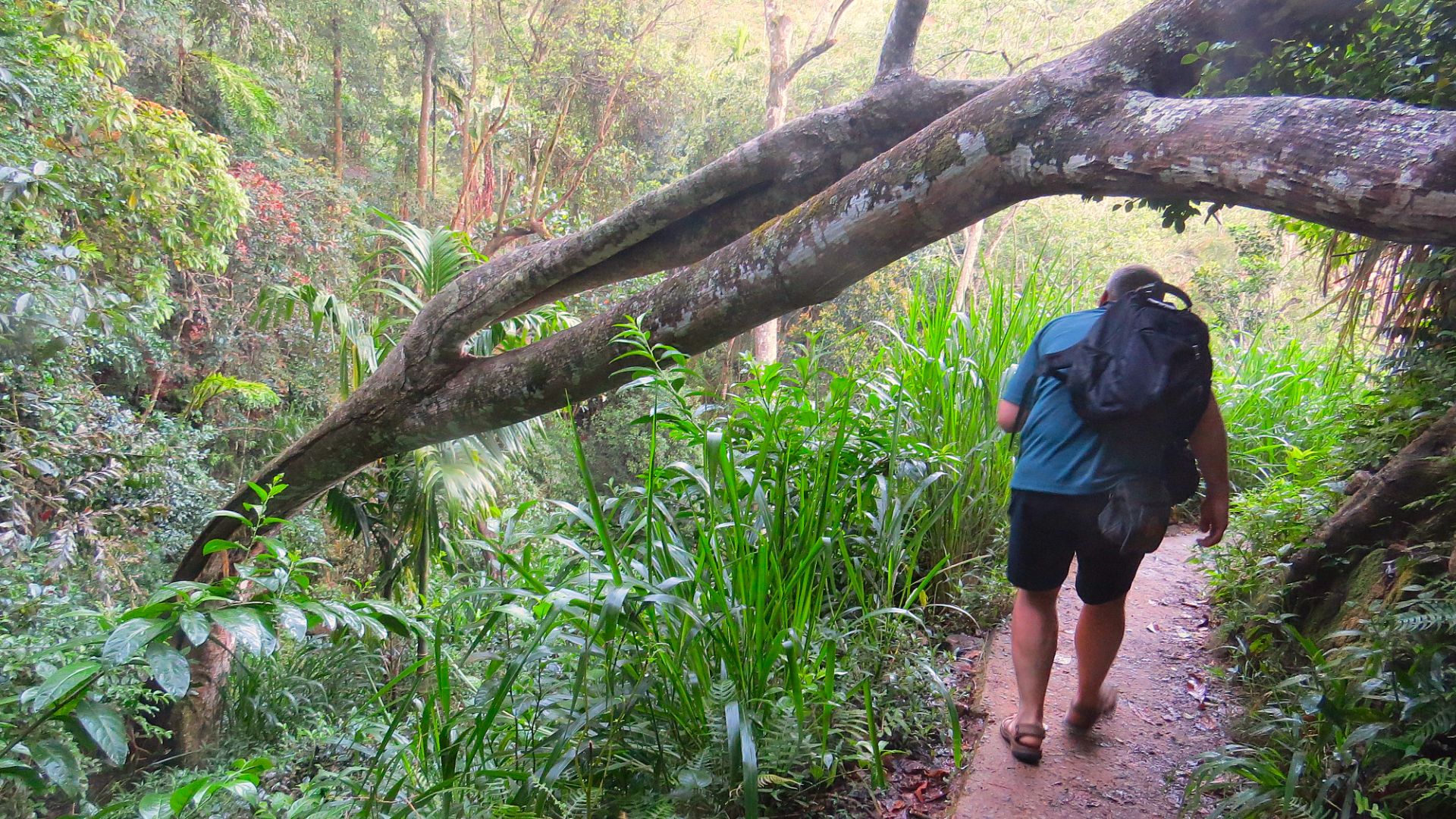 Nine Arches Bridge, Элла, Шри-Ланка.