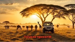Невероятные сафари | Лучшие приколы | Подборка приколов 👍🔥