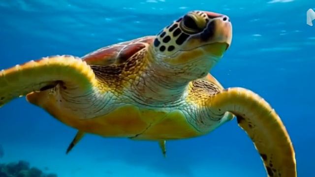 Eretmochelys imbricata