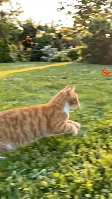 Степан vs бабочка: неравный бой