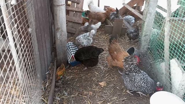 Не все саженцы оказались хорошими. Пытаюсь спасти то что осталось.