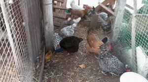 Не все саженцы оказались хорошими. Пытаюсь спасти то что осталось.