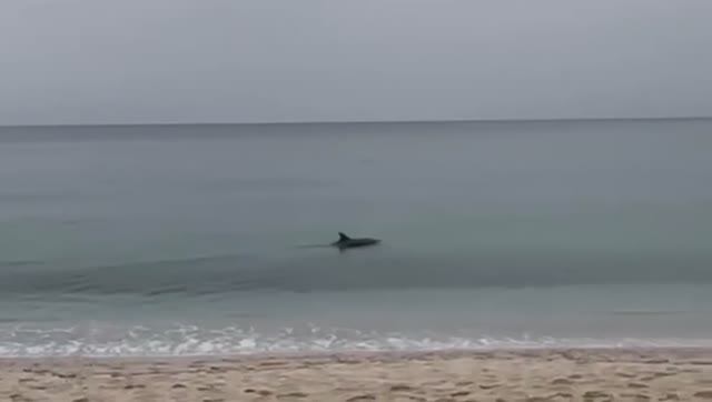 АЛАНЬЯ.ТАНЕЦ ДЕЛЬФИНОВ НА КЛЕОПАТРЕ. Турция 2026.