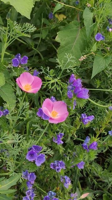 Цветок-хамелеон Розовый ➝ Синий за 48 часов! 💜