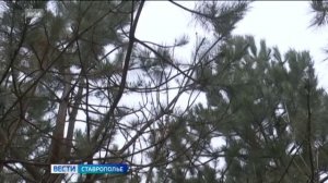 Почти девять гектаров соснового леса высадили в Предгорье
