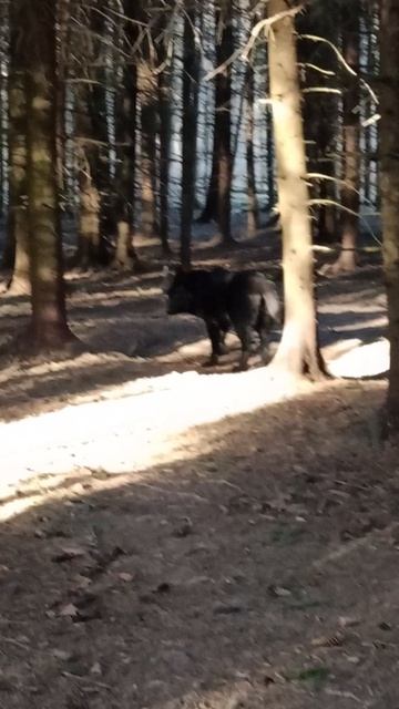 мой мальчик