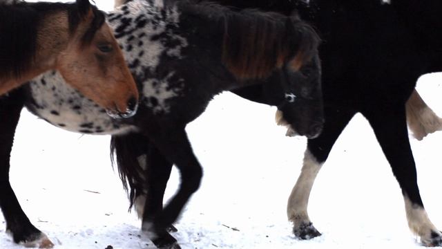 ХАРЛЕЙ НЕ ТОЛЬКО ХОРОШ СОБОЙ, НО И ВЕРЕН СВОЕЙ ЛЮБВИ!