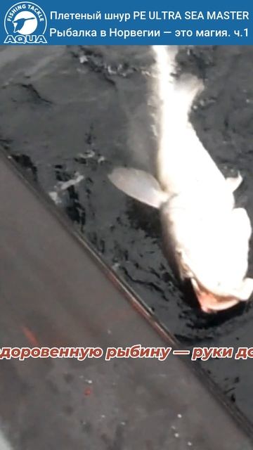 Вы не представляете, какое это удовольствие — рыбачить в норвежских водах!