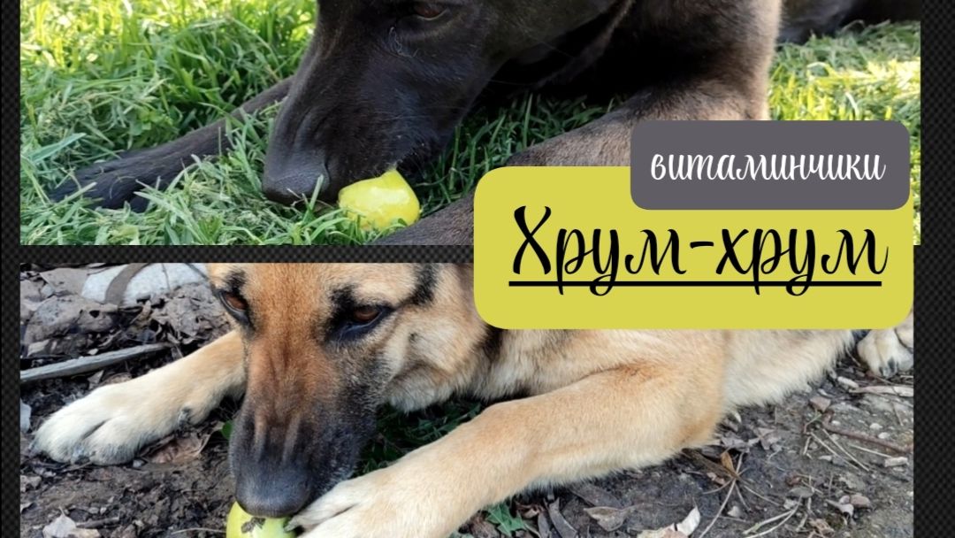 Альфа и Берта кушают витаминчики, забавная озвучка