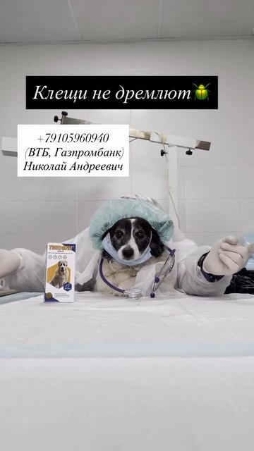 #клещи #тиксфли #бравекто #собака