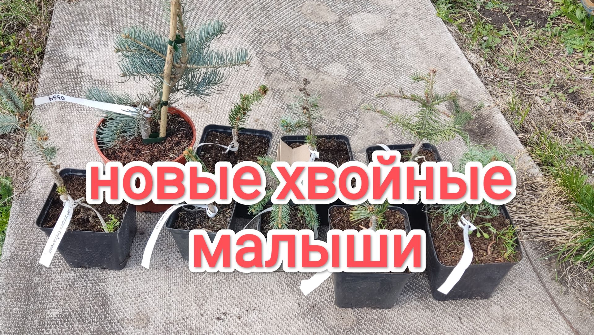 Новые хвойные малыши