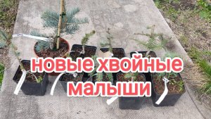 Новые хвойные малыши