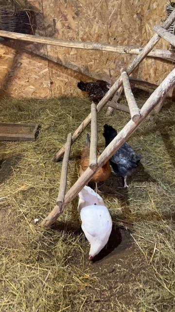 Новости из курятника . #куры #птица #курятник