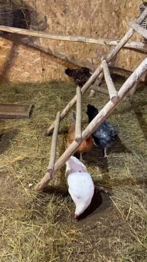 Новости из курятника . #куры #птица #курятник