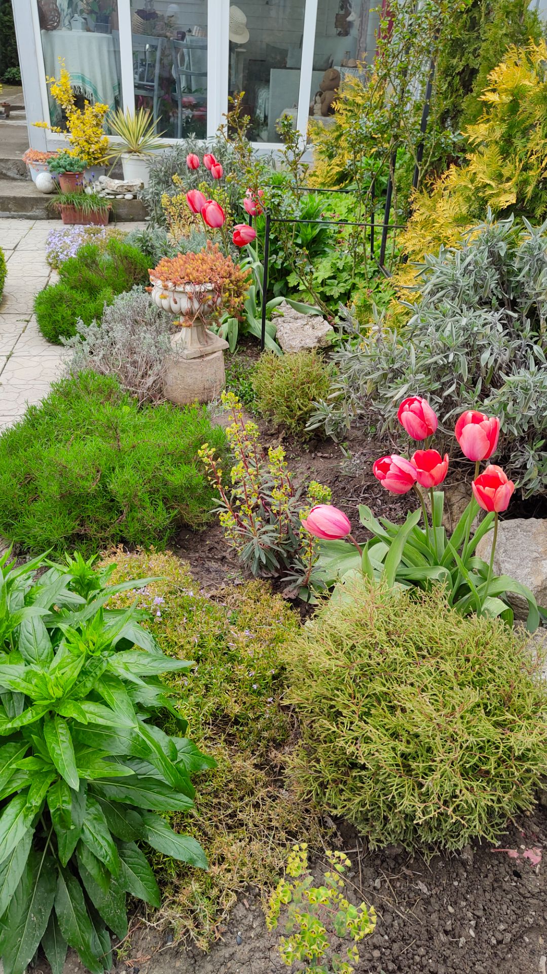 Зацвели первые тюльпаны в моём Средиземноморском садике 23.04.2026 г. Пятигорск