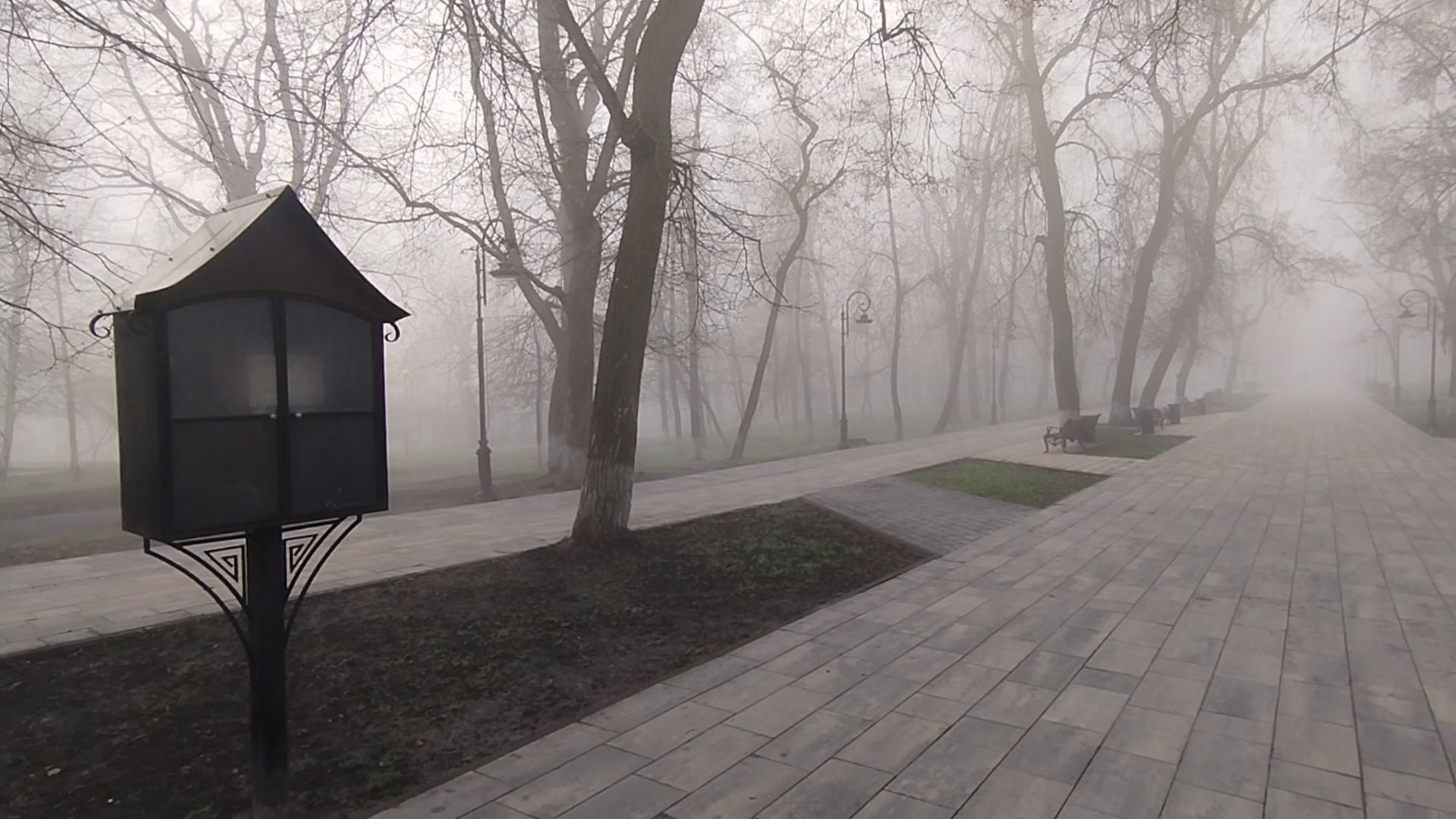 Утренний туман в парке. Деревья