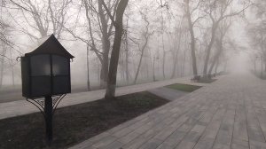 Утренний туман в парке. Деревья