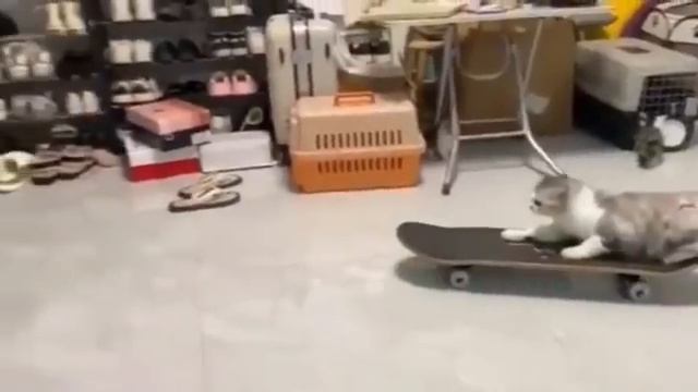 Смешные мемы с котятами и щенками! Ржака с домашним животнымии!!