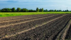 Пострадавшие от аварии на Чернобыльской АЭС земли признали безопасными в Беларуси