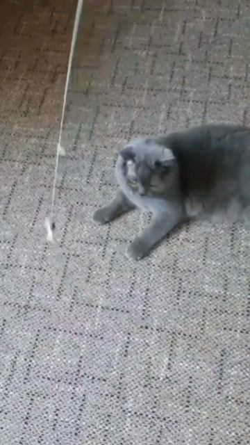 Стихи с котом,про Егора.