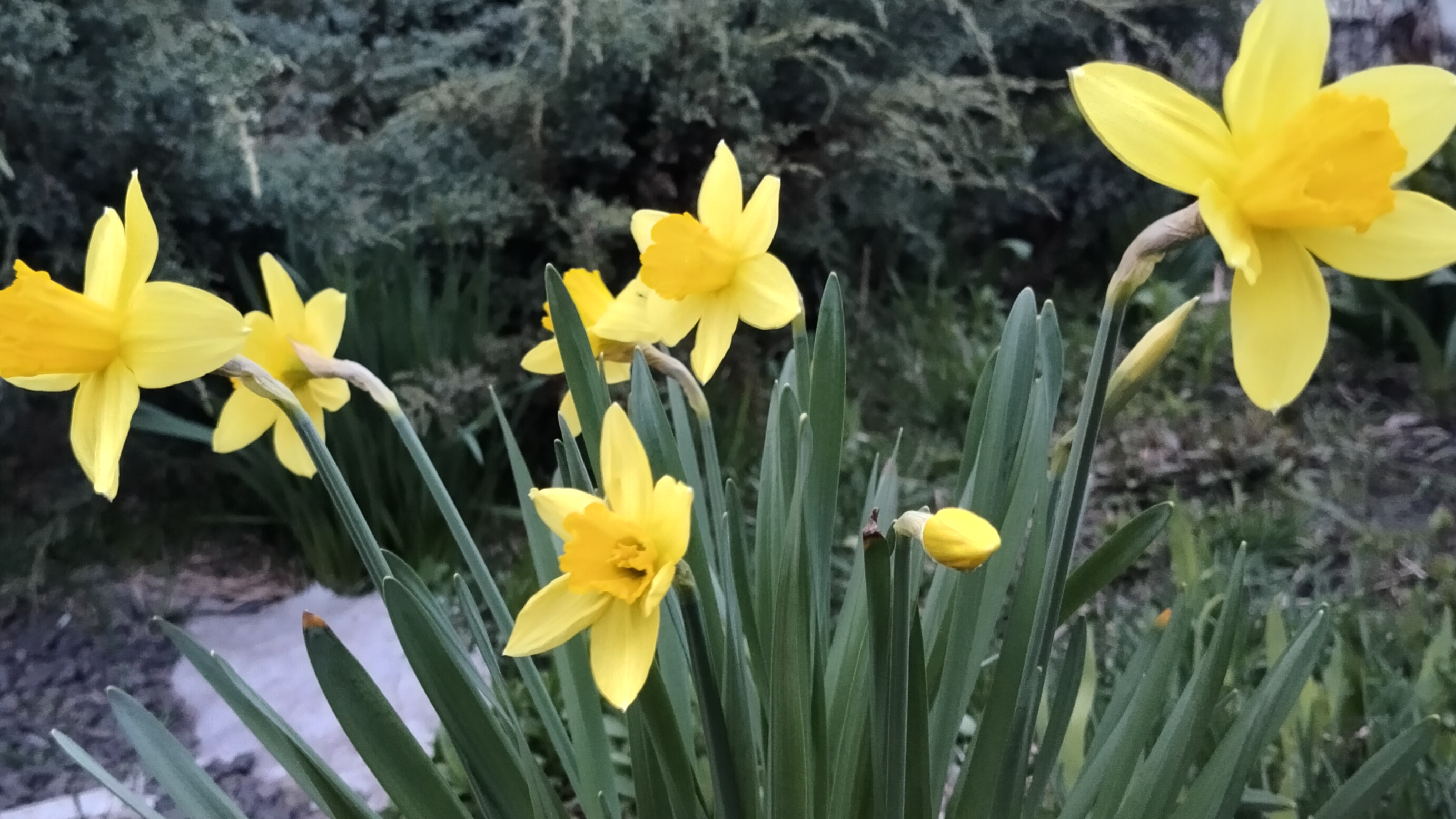 Делаю опору для плетистой розы-Каракатицу.Мои котики сегодня.Покупки на озоне.