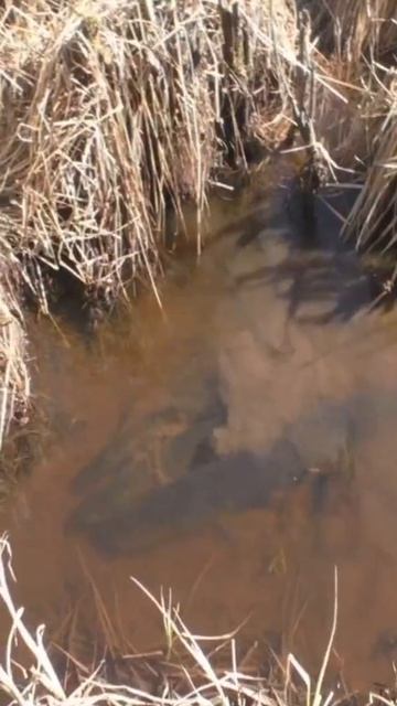 Нерест щуки в ручье. Карелия