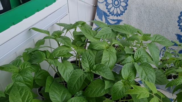 Обзор рассады на 23.04.26г.🌱🌱🌱Холодно.🌧 Ленинградская область.