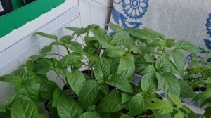 Обзор рассады на 23.04.26г.🌱🌱🌱Холодно.🌧 Ленинградская область.