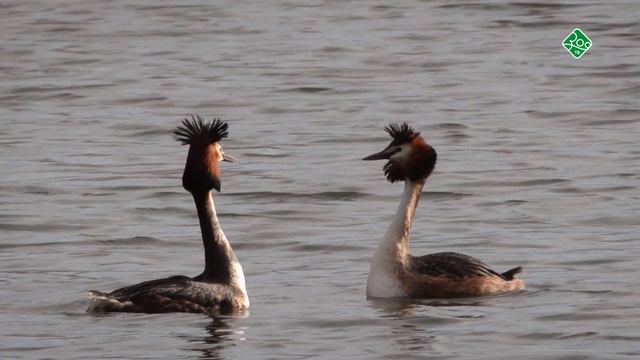 Старый канал. Заповедники Европы. Анонс. Канал В Мире Животных